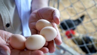 Rahasia isi telur ayam kampung lalu manfaatnya