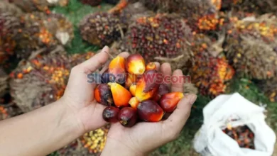 16 Invensi Hasil Investigasi GRS 2021-2023, Lebih dari Separo Siap Hilirisasi!