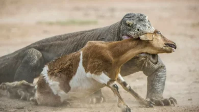 2 Komodo Terpanjang dalam di Dunia, Keduanya Lebih dari Tiga Satuan Pengukuran