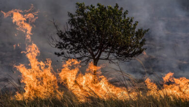 Cuaca Kering Picu Kebakaran Hutan Besar pada Korea Selatan