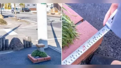 Jepun Ciptakan Taman Terkecil dalam pada Dunia, Segini Ukurannya