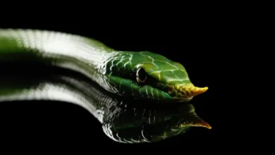 Spesies Baru Ular Bermoncong Tanduk Ditemukan pada area India