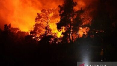 Kebakaran hutan dahsyat dalam di Israel, 24 pemukim terluka