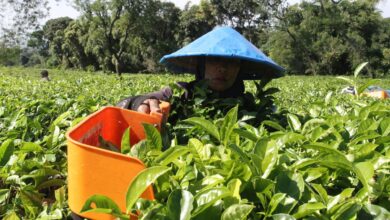 Perbedaan karyawan tak lama kemudian buruh: Definisi, hak, kemudian status pekerjaan