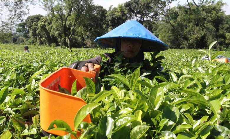 Perbedaan karyawan juga buruh: Definisi, hak, kemudian juga status pekerjaan